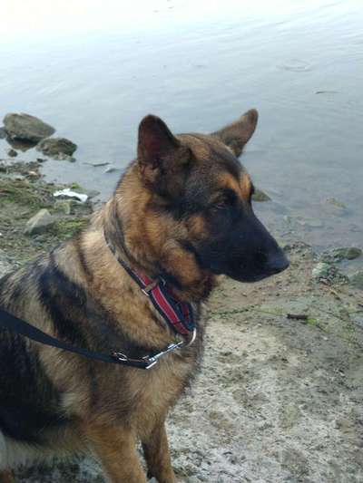 Deutsche Schäferhunde, Belgische Schäferhunde.-Beitrag-Bild