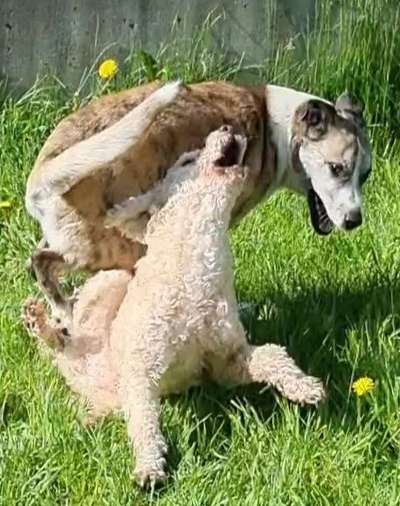 Hunde in Action-Beitrag-Bild