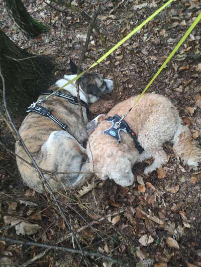 Die Dogorama Wochen Challenge "Friends will be Friends"-Beitrag-Bild