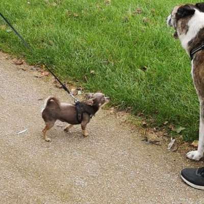 Chi Welpe hat Angst vor Hunden-Beitrag-Bild