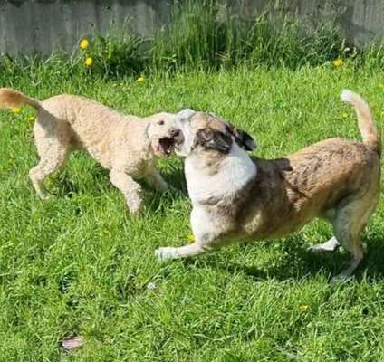 Hunde in Action-Beitrag-Bild