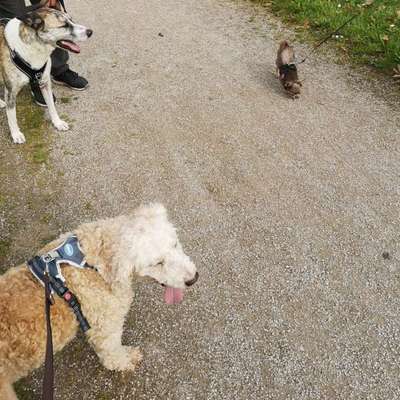 Chi Welpe hat Angst vor Hunden-Beitrag-Bild