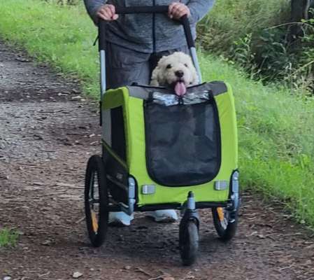 Radfahren mit Hund-Beitrag-Bild