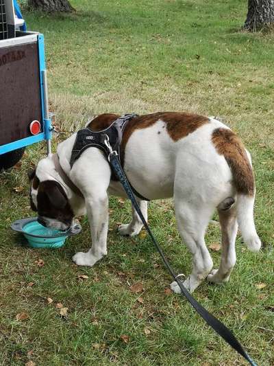 hundehänger fürs Rad?-Beitrag-Bild