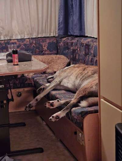 Wo schlafen eure Hunde im Wohnmobil?-Beitrag-Bild
