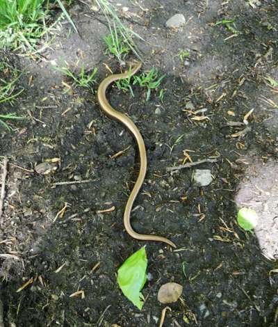 Die wunderschöne Welt mit Hund.-Beitrag-Bild