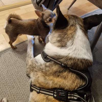 Gefährliche Hundebegegnungen-Beitrag-Bild