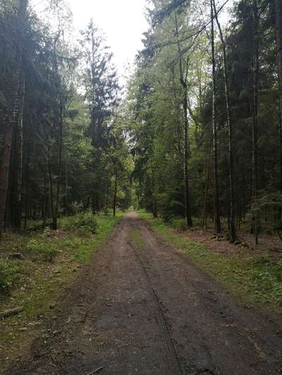 Die wunderschöne Welt mit Hund.-Beitrag-Bild