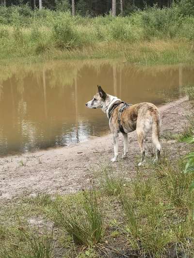 Die wunderschöne Welt mit Hund.-Beitrag-Bild