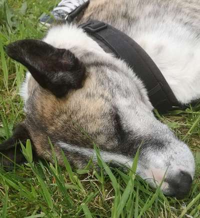 Die Dogorama Monats Challenge "Es grünt und blüht"-Beitrag-Bild