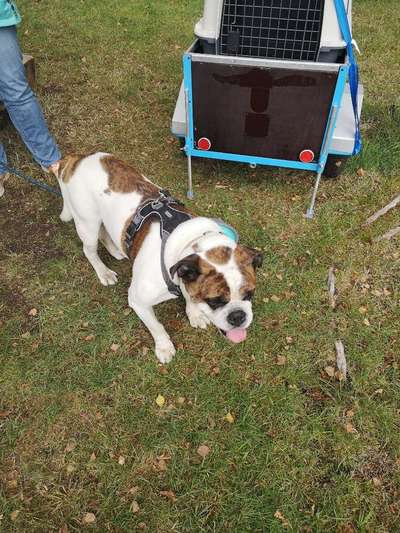 hundehänger fürs Rad?-Beitrag-Bild