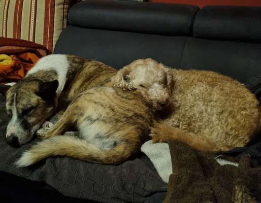 Lagotto Romagnolo Besitzer-Beitrag-Bild