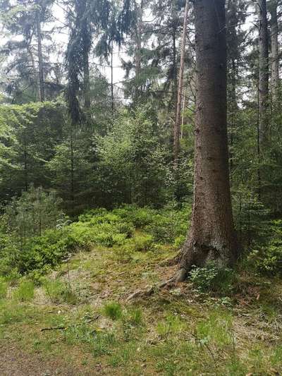 Die wunderschöne Welt mit Hund.-Beitrag-Bild