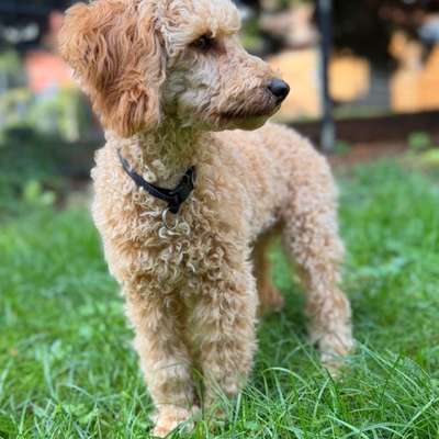 Hundetreffen-Welpentreffen-Bild