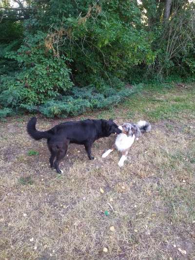 Die Dogorama Wochen Challenge-Beitrag-Bild