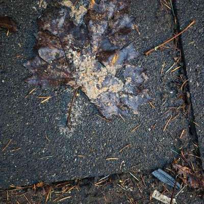 Giftköder-Vermutlich Giftköder ausgelegt-Bild