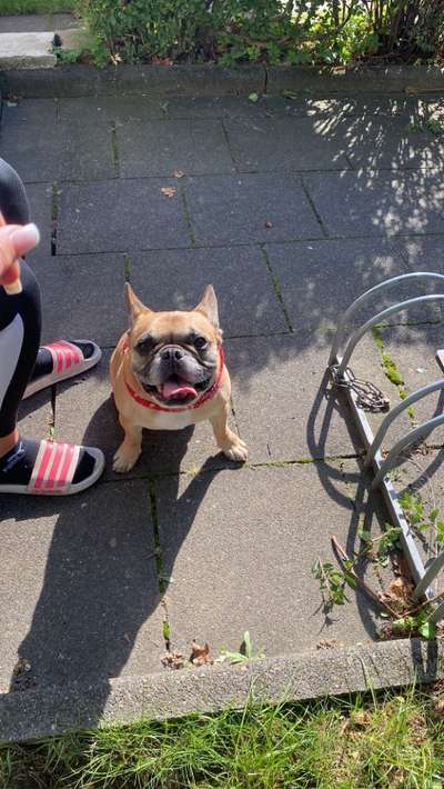 Französische Bulldoggen-Beitrag-Bild