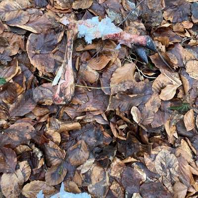 Giftköder-Bein von Wild-Bild