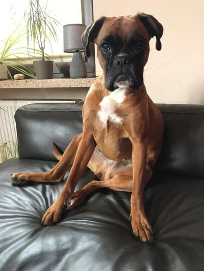 Deutsche Boxer-Beitrag-Bild