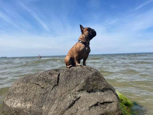 Die Dogorama Kalender Challenge 4/4-Beitrag-Bild