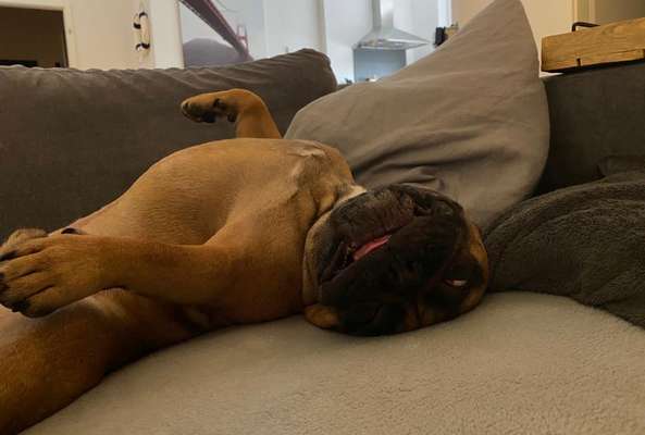 Lustigsten Grimassen von euren Hunden-Beitrag-Bild