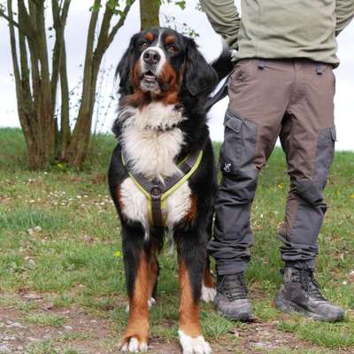 Hundetreffen-Bernersennen Treffen am 05.07.2025 Aschaffenburg-Bild