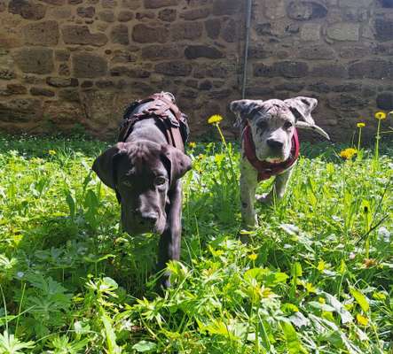 Hat hier auch jemand zwei aus einem Wurf?-Beitrag-Bild