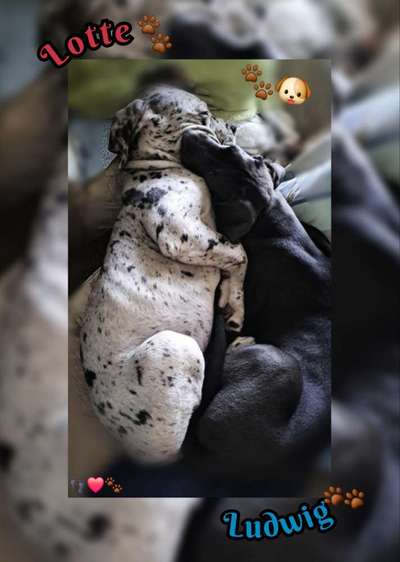 Deutsche Dogge-Beitrag-Bild