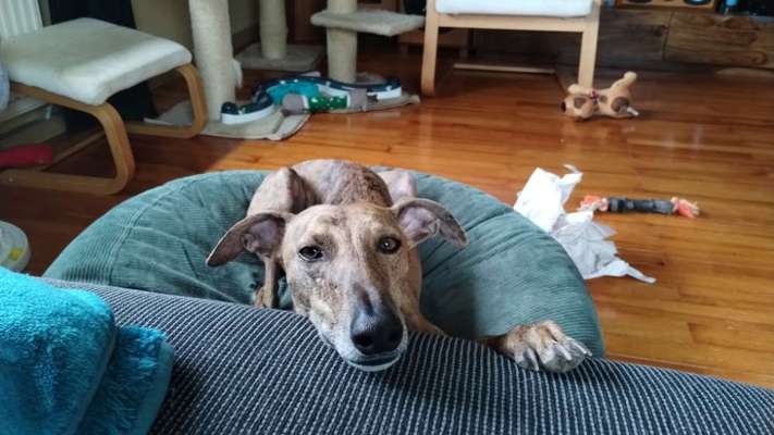 Windhunde - Treffen der besonderen Schönheiten
HERZLICH WILLKOMMEN-Beitrag-Bild