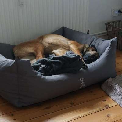 Hundetreffen-Kira sucht Betreuung Übergangsweise-Bild