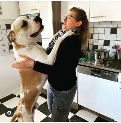Wo sind meine AMERICAN BULLDOGS?-Beitrag-Bild