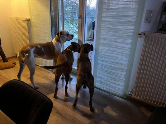 Wo sind meine AMERICAN BULLDOGS?-Beitrag-Bild