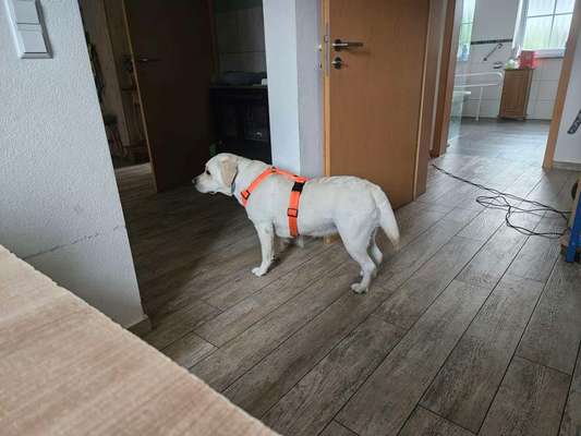 Wie sitzt mein Geschirr?-Beitrag-Bild