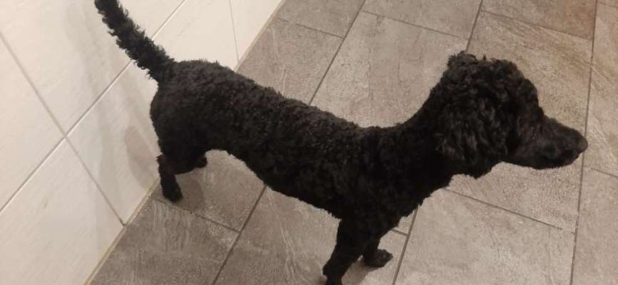 Zeigt her eure Pudel-Beitrag-Bild