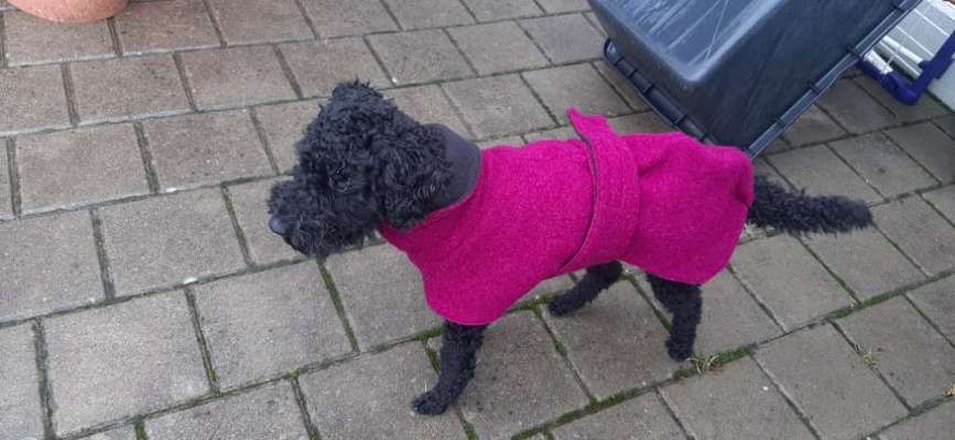 Zeigt her eure Pudel-Beitrag-Bild