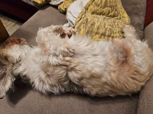 Lhasa Apso-Beitrag-Bild