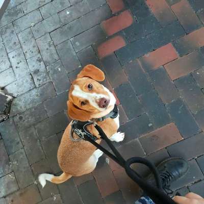 Hundetreffen-Gassirunde-Bild