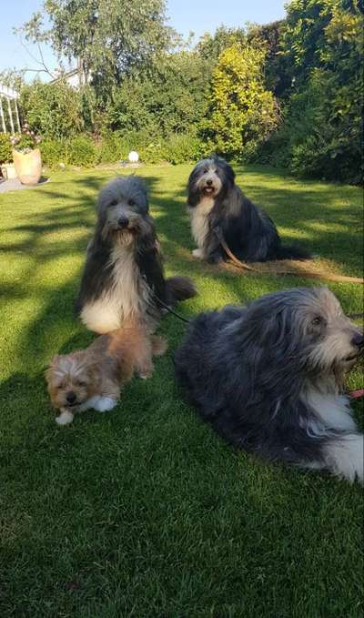 Die Dogorama Wochen Challenge "Friends will be Friends"-Beitrag-Bild