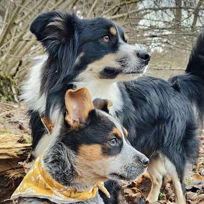 Hundetreffen-Trainingspartner gesucht-Profilbild