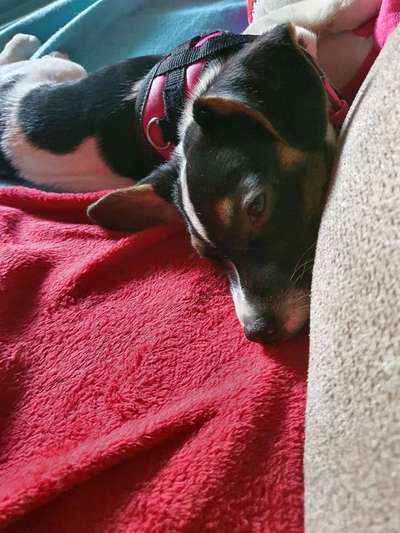 Jack Russel-Beitrag-Bild