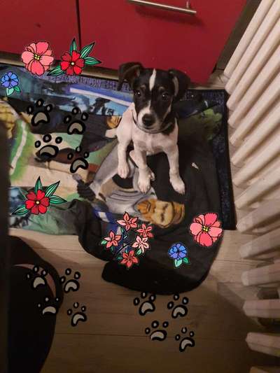 Ohne leine laufen lassen-Beitrag-Bild