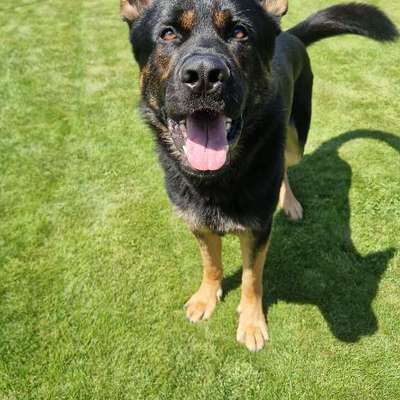 Hundetreffen-Andere Schäfis gesucht (Hündin)-Bild