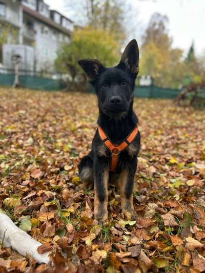 Hundetreffen-Welpen gesucht zum spielen-Bild