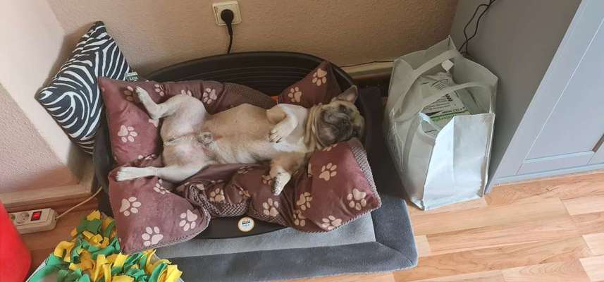 Französische Bulldoggen-Beitrag-Bild
