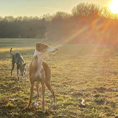 Fotochallenge No. 26                                     Wald und Wiese-Beitrag-Bild