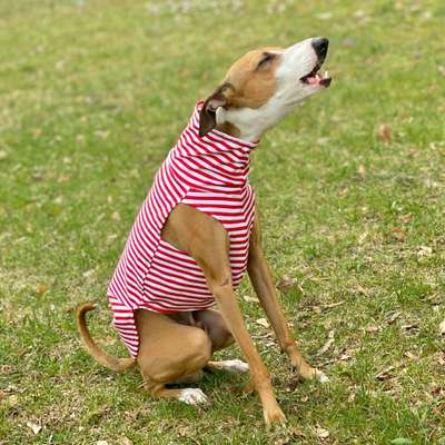 Challenge 23 : "  Euer Hund beim Frühlingserwachen "-Beitrag-Bild