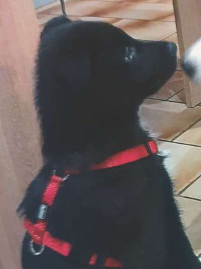 Welpen Bilder !-Beitrag-Bild