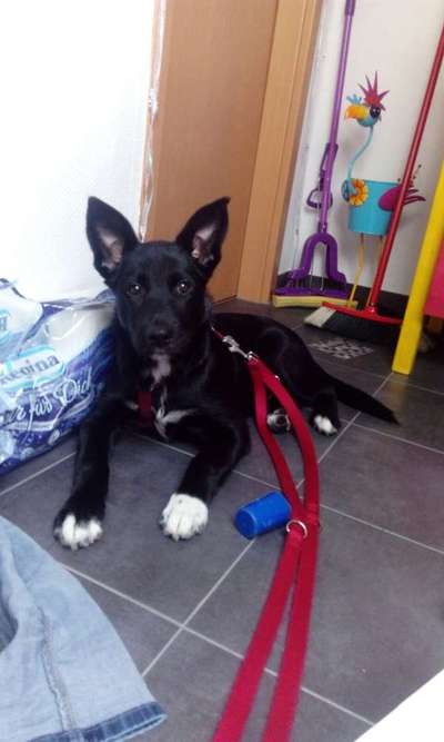 Welpen Bilder !-Beitrag-Bild