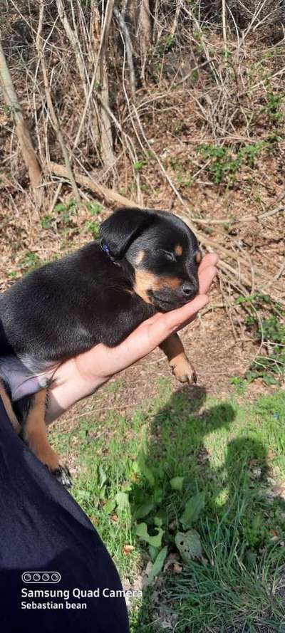 Welpen Bilder !-Beitrag-Bild