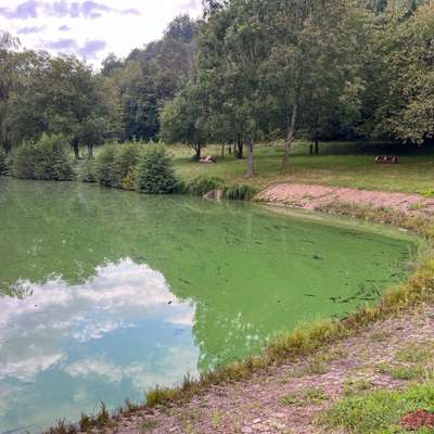 Giftköder-BLAUALGEN am Silzer See-Bild